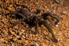 Selenocosmia