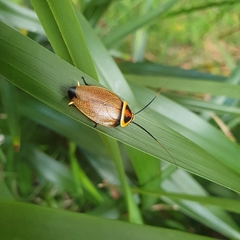 Ellipsidion reticulatum