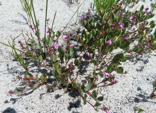 Image of Indigofera ovata by (c) linkie, some rights reserved (CC BY)