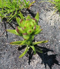Disa bivalvata