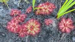 Drosera admirabilis
