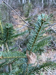 Abies nordmanniana