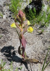 Pterygodium acutifolium