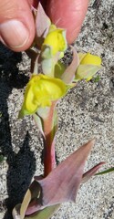 Pterygodium acutifolium