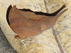Marpesia furcula