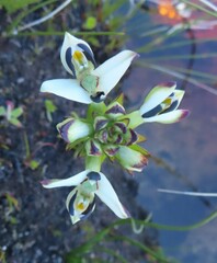 Disa bivalvata