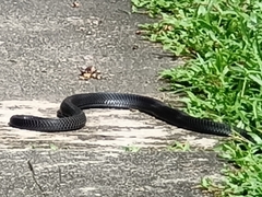 Naja sumatrana
