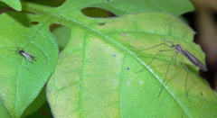 Trichocera