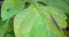 Trichocera