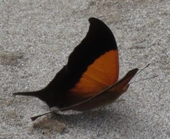 Marpesia furcula
