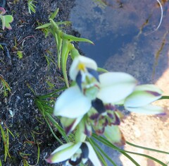 Disa bivalvata