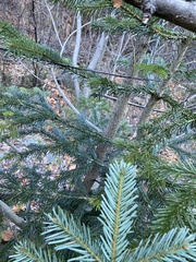Abies nordmanniana