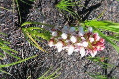 Disa obtusa hottentotica