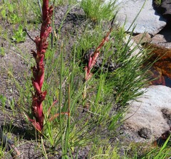 Disa ophrydea