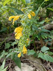 Salvia nipponica