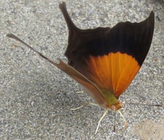 Marpesia furcula