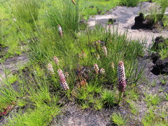 Disa obtusa hottentotica