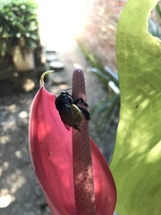 Eulaema polychroma