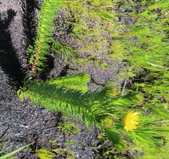 Ursinia caledonica
