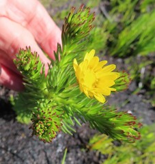 Ursinia caledonica