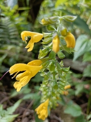 Salvia nipponica