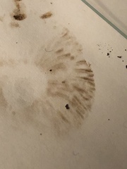 Hebeloma crustuliniforme