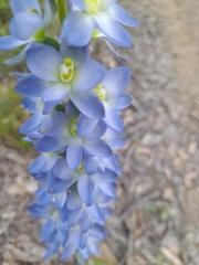 Thelymitra grandiflora