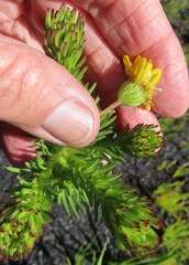 Ursinia caledonica