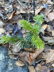 Abies nordmanniana