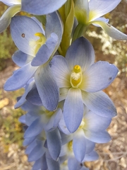 Thelymitra grandiflora