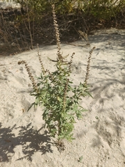 Ambrosia psilostachya