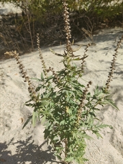 Ambrosia psilostachya