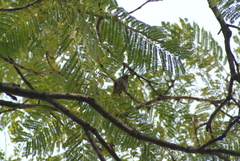 Saucerottia beryllina