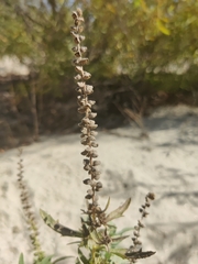 Ambrosia psilostachya