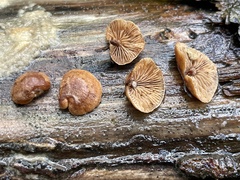 Deconica horizontalis