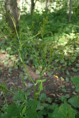 Cryptotaenia japonica