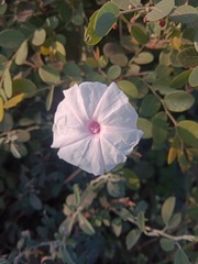 Ipomoea pandurata