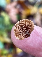 Deconica horizontalis