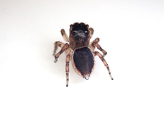 Maratus