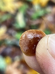 Deconica horizontalis