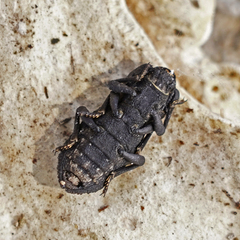 Phloeodes diabolicus