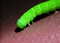 Panopoda