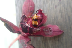 Stethopachys formosa