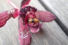 Stethopachys formosa