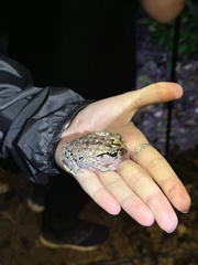 Leptobrachium smithi