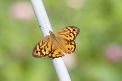 Heteronympha merope