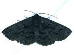 Melanodes anthracitaria