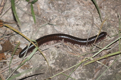 Archispirostreptus syriacus