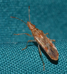 Belonochilus numenius