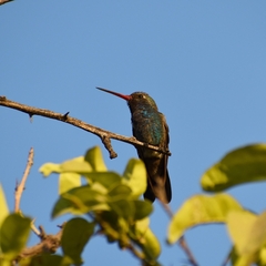 Cynanthus latirostris